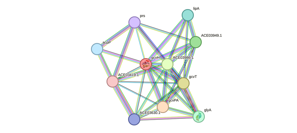 STRING protein interaction network