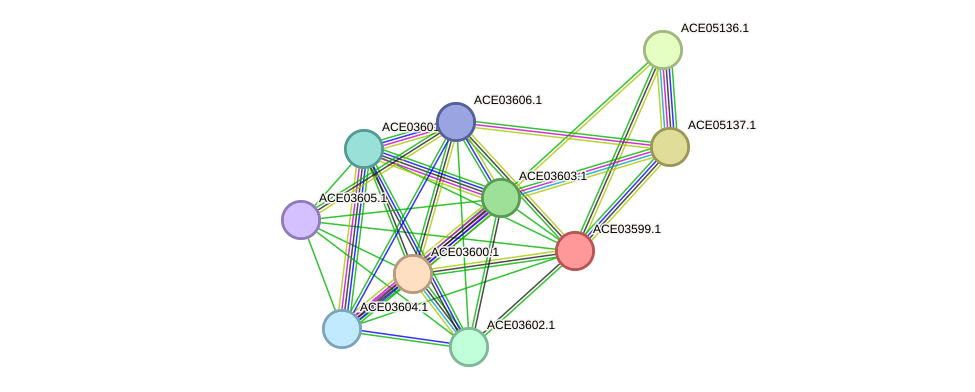 STRING protein interaction network