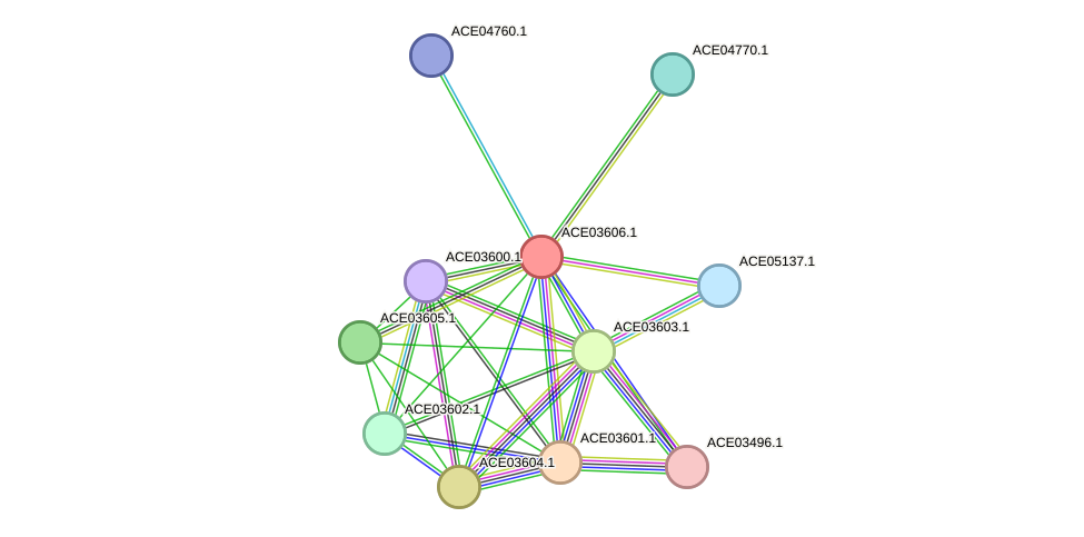 STRING protein interaction network