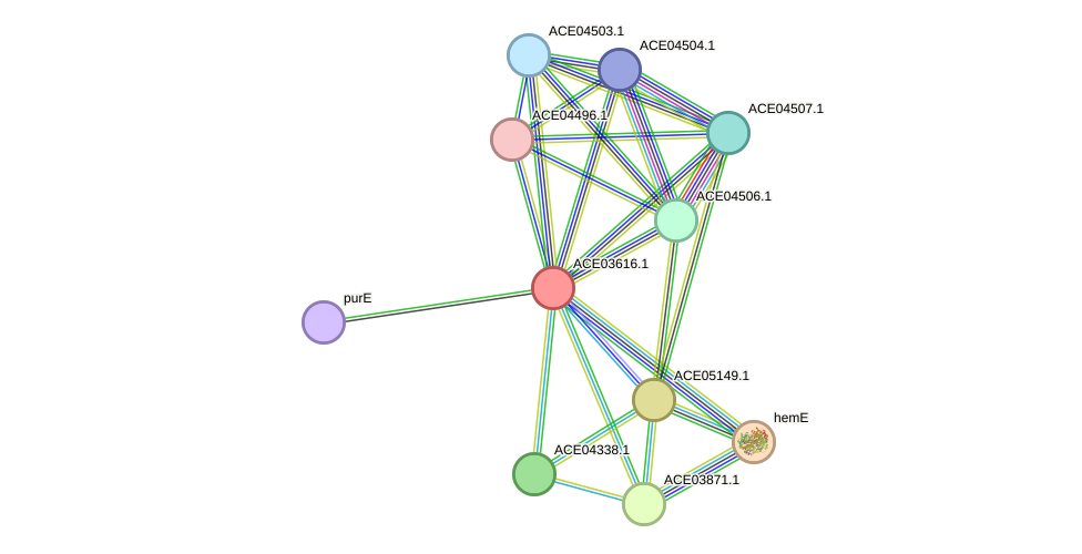 STRING protein interaction network