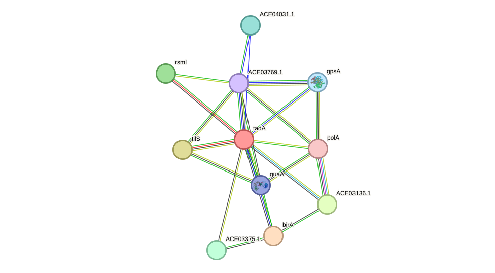 STRING protein interaction network
