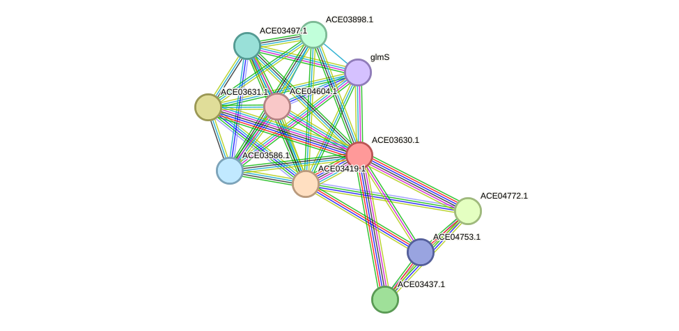 STRING protein interaction network