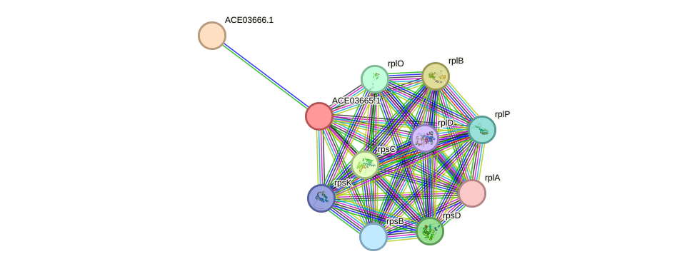 STRING protein interaction network