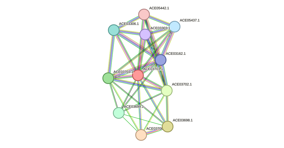 STRING protein interaction network