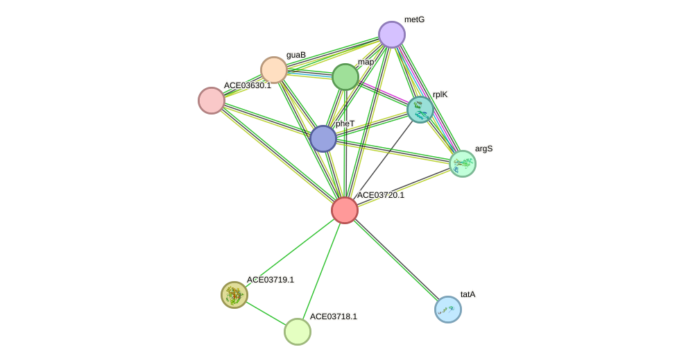 STRING protein interaction network