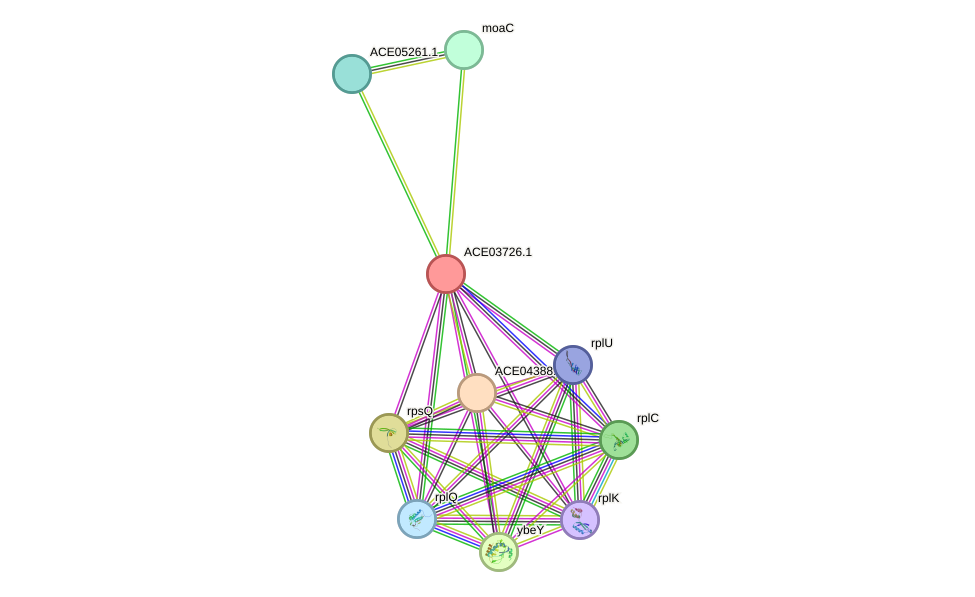 STRING protein interaction network