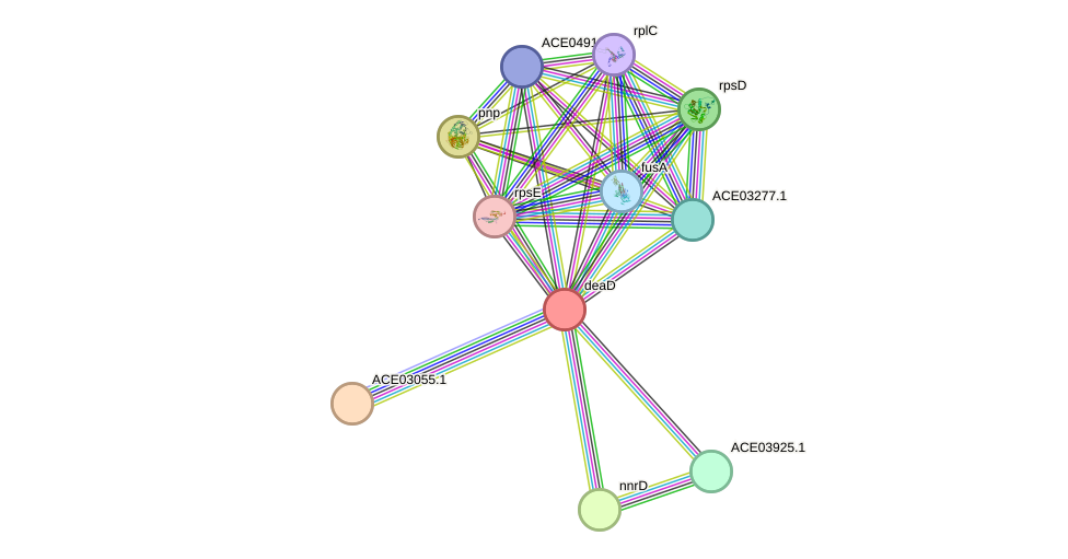 STRING protein interaction network