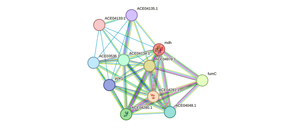 STRING protein interaction network