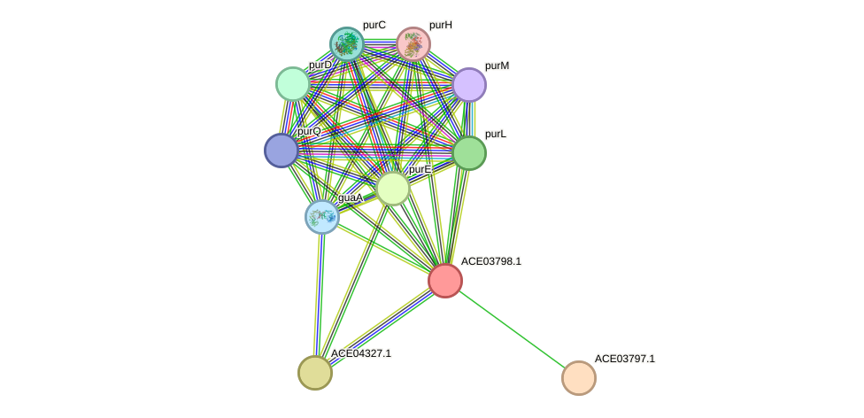 STRING protein interaction network