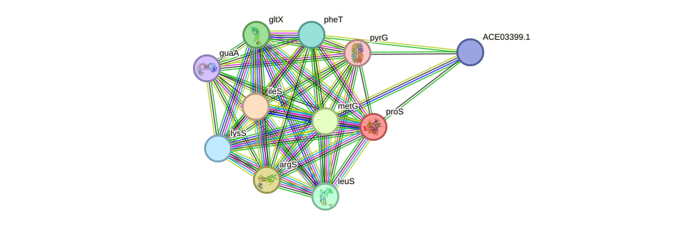 STRING protein interaction network