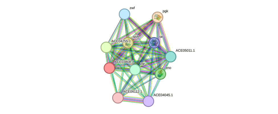 STRING protein interaction network