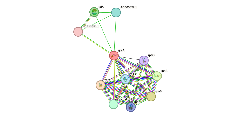 STRING protein interaction network