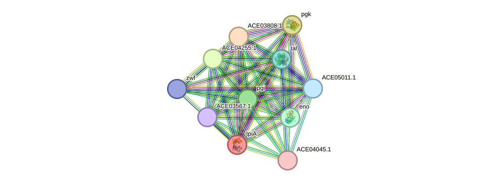 STRING protein interaction network