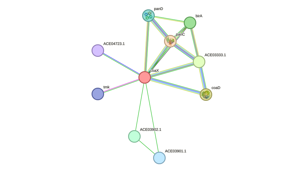STRING protein interaction network