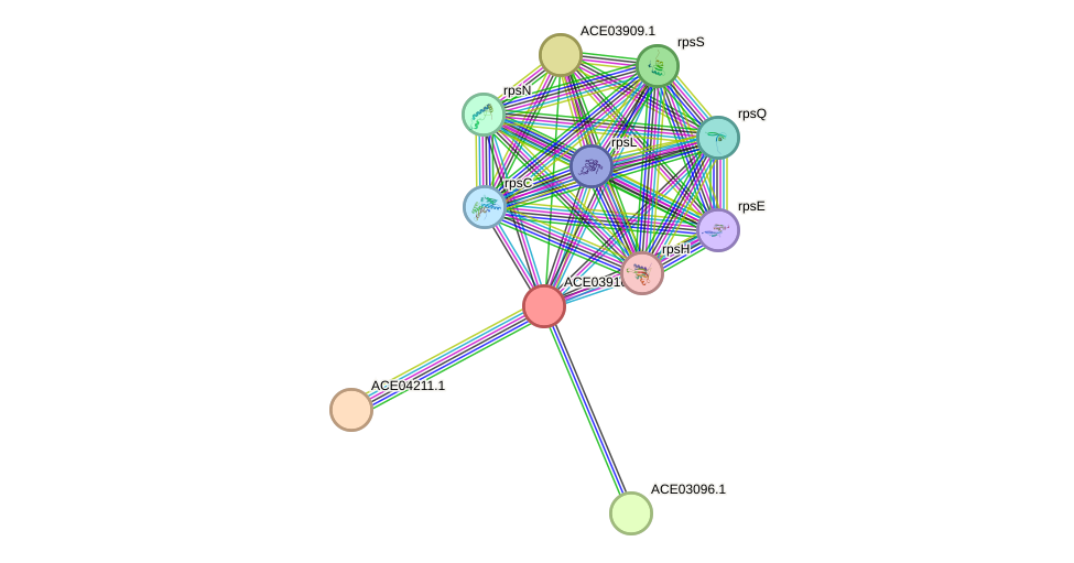 STRING protein interaction network