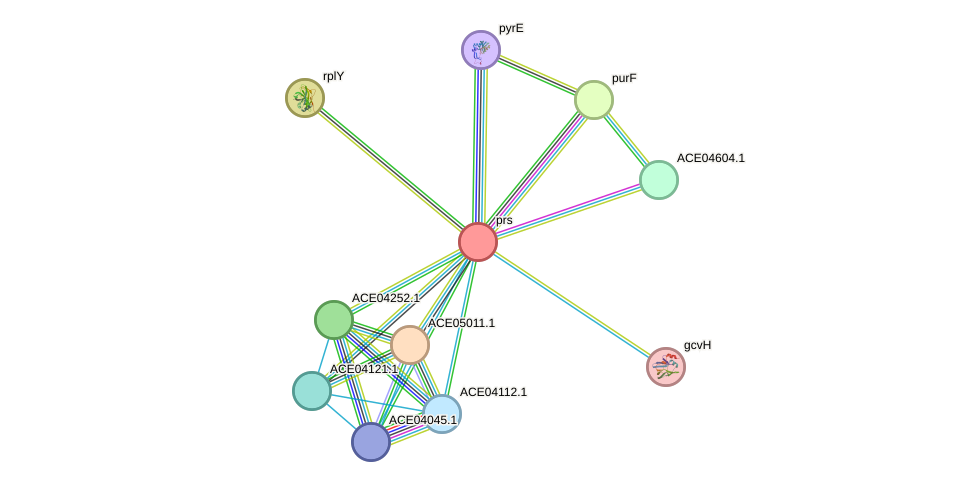 STRING protein interaction network