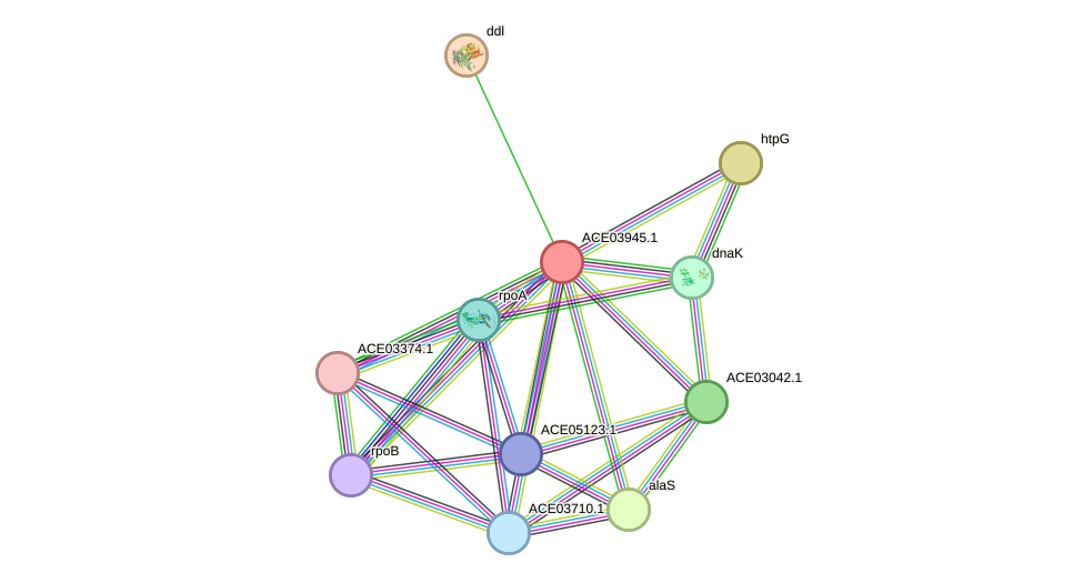 STRING protein interaction network