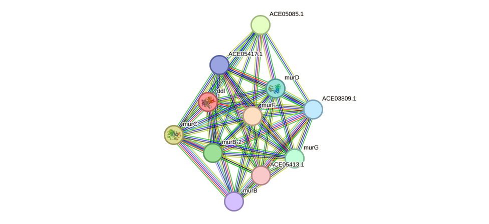 STRING protein interaction network