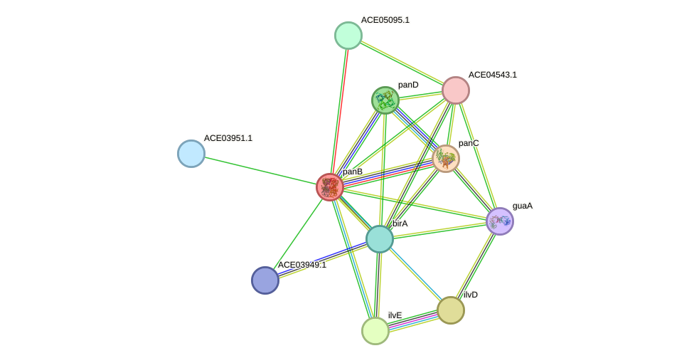 STRING protein interaction network