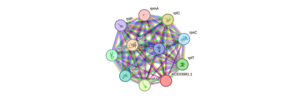 STRING protein interaction network
