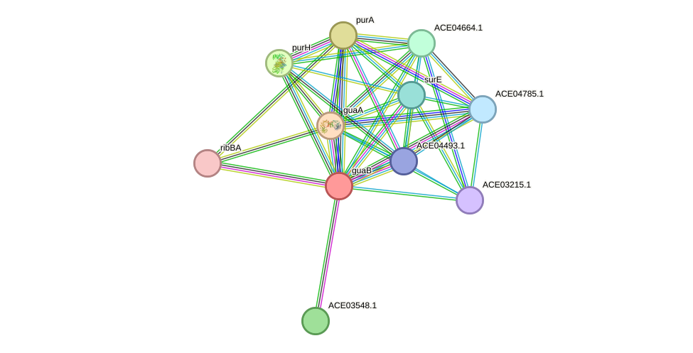 STRING protein interaction network