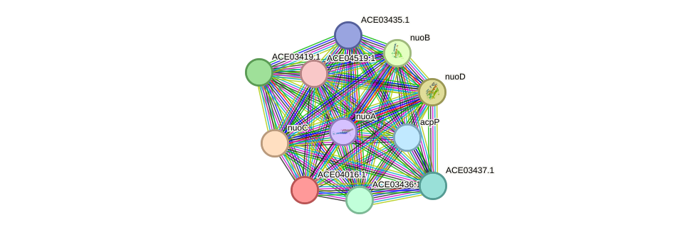 STRING protein interaction network