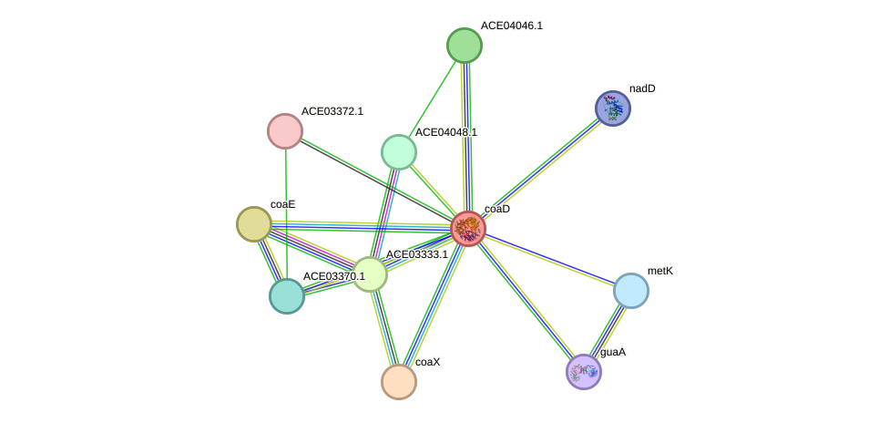 STRING protein interaction network