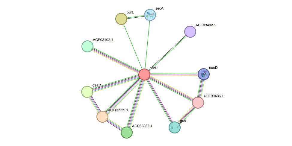 STRING protein interaction network