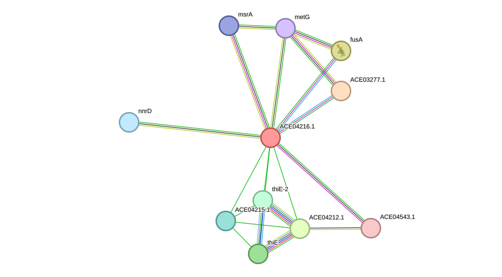 STRING protein interaction network