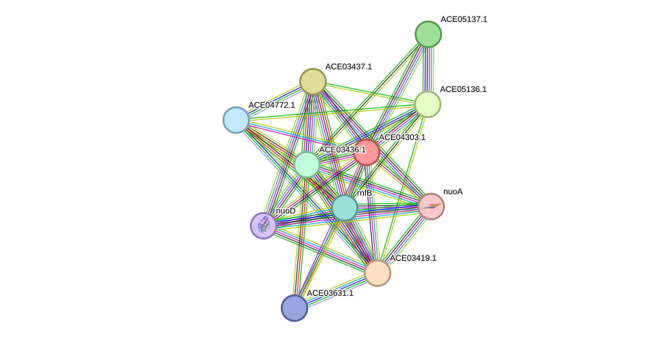STRING protein interaction network