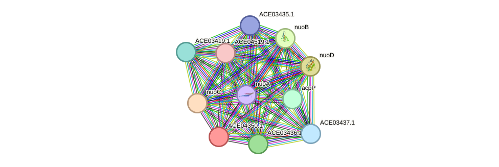STRING protein interaction network