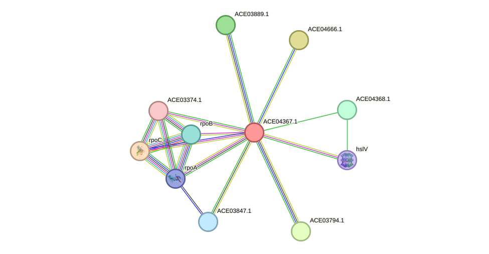 STRING protein interaction network