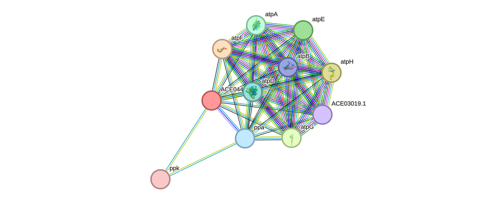 STRING protein interaction network