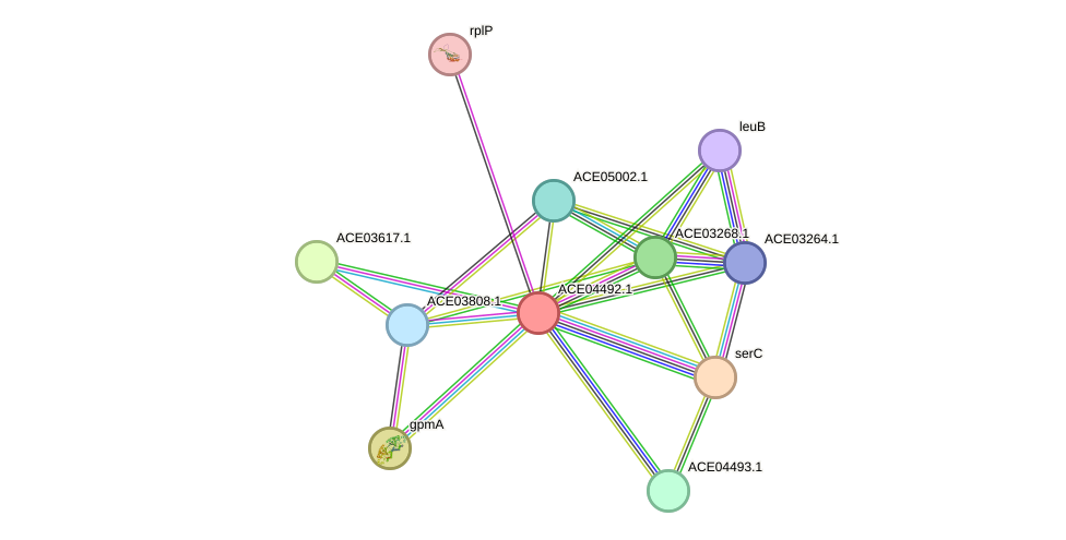 STRING protein interaction network