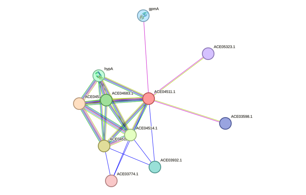 STRING protein interaction network