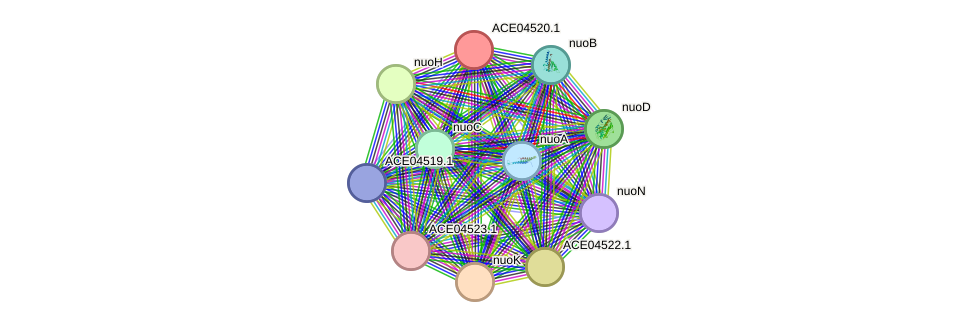 STRING protein interaction network