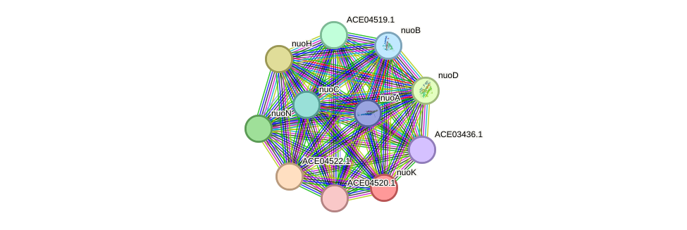 STRING protein interaction network