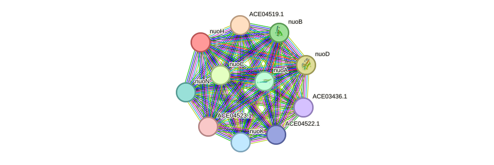 STRING protein interaction network