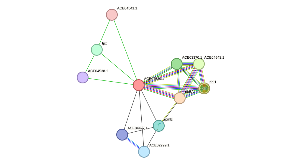 STRING protein interaction network