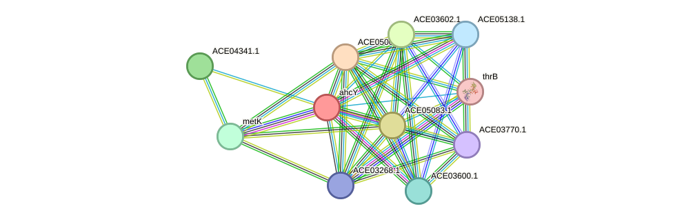 STRING protein interaction network