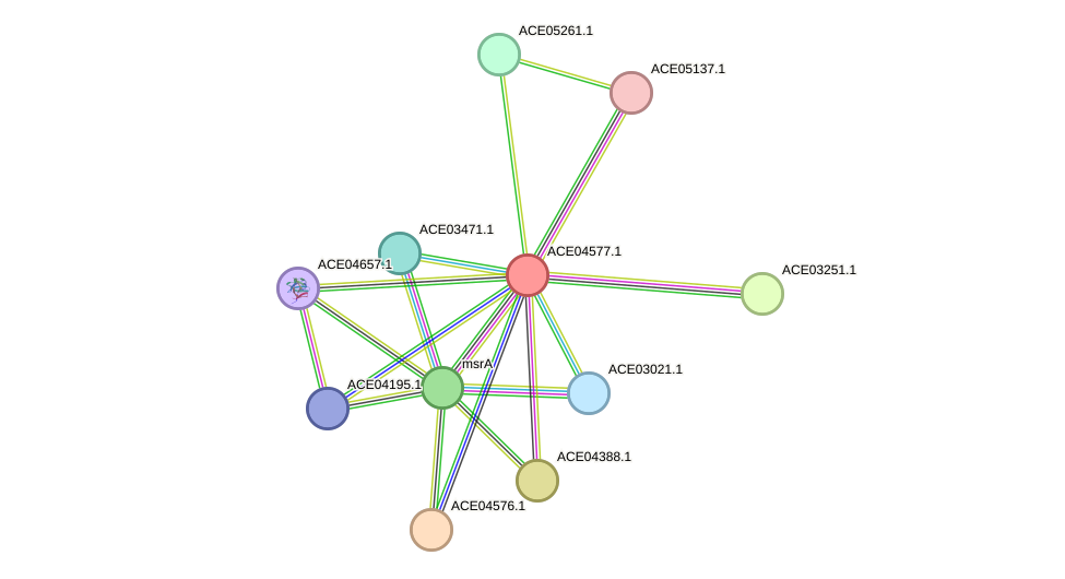 STRING protein interaction network