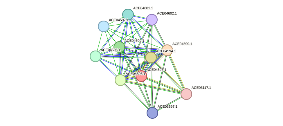 STRING protein interaction network