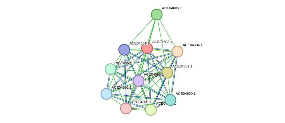 STRING protein interaction network