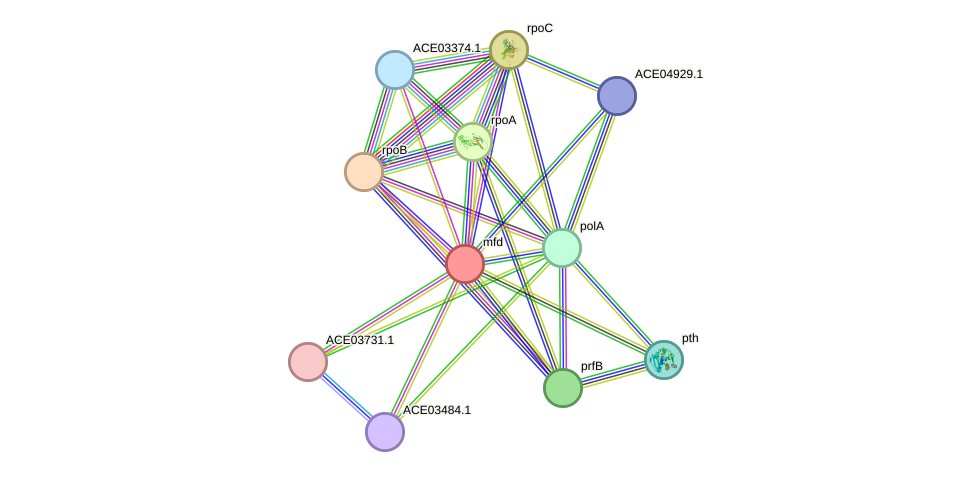 STRING protein interaction network