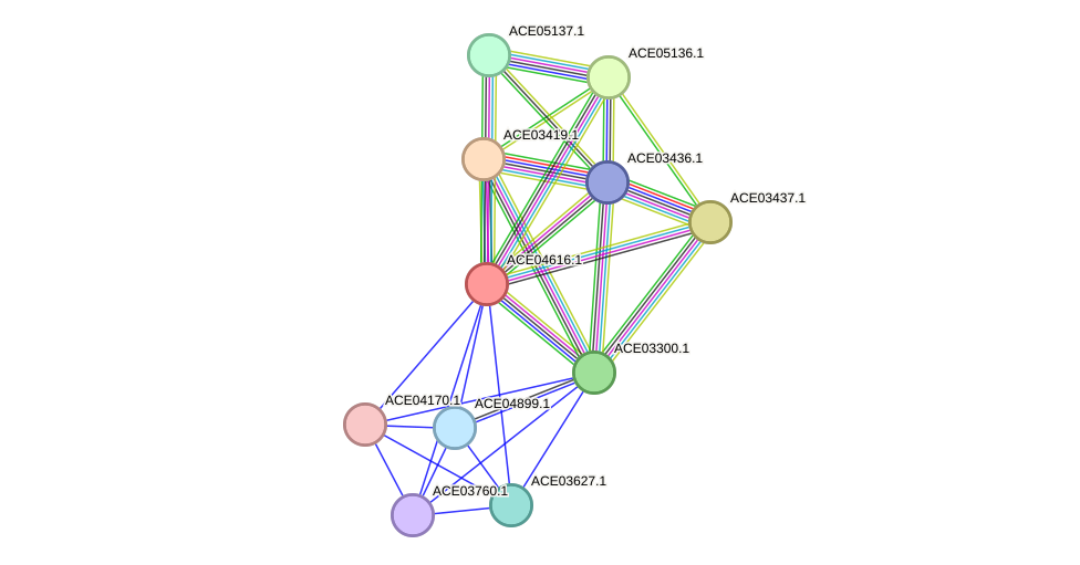 STRING protein interaction network