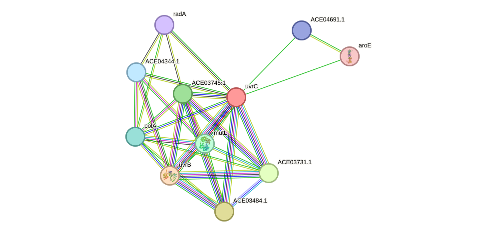 STRING protein interaction network