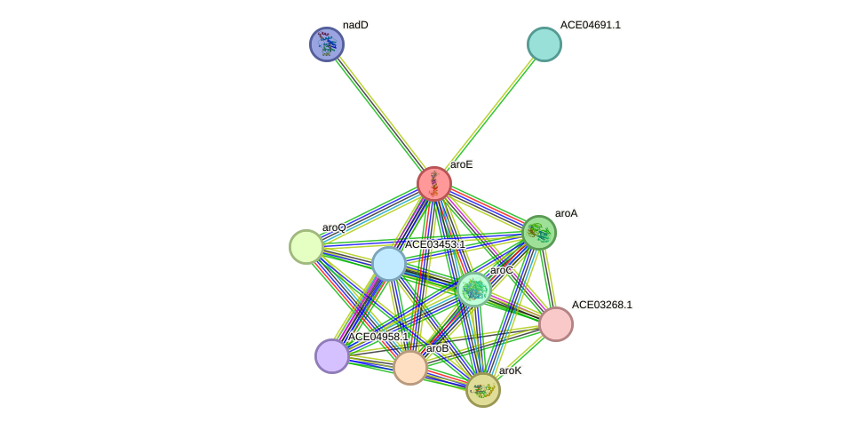 STRING protein interaction network