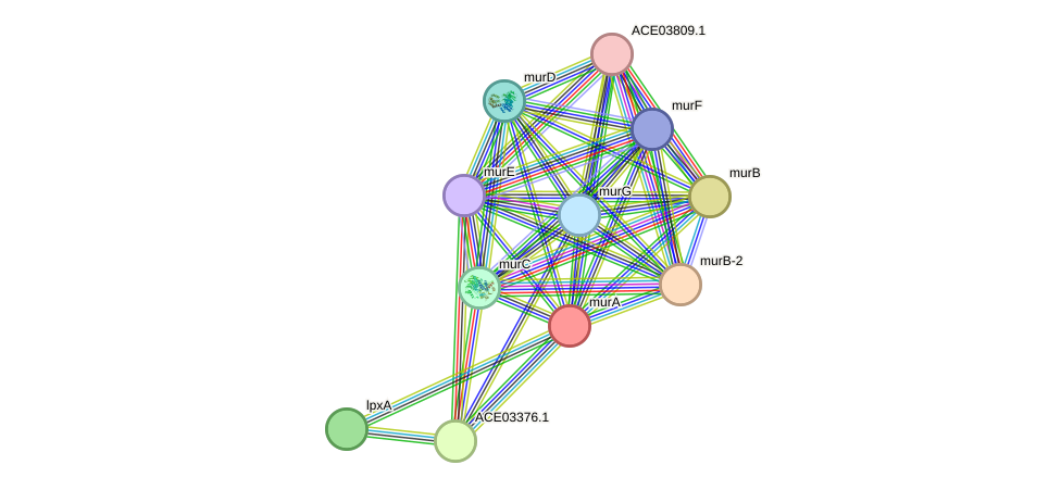 STRING protein interaction network
