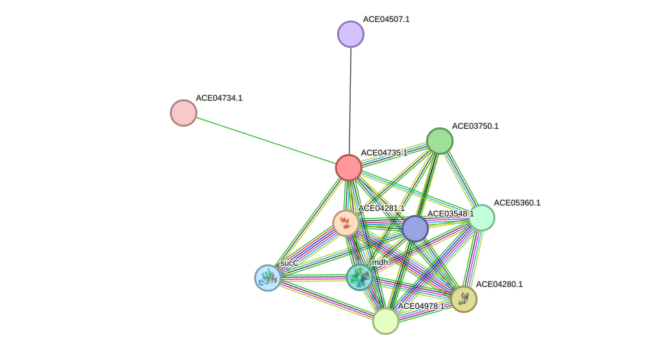 STRING protein interaction network
