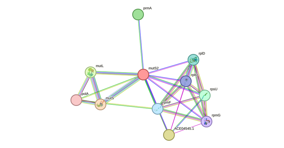 STRING protein interaction network